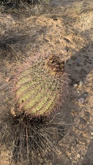 Ferocactus cylindraceus