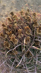 Ferocactus cylindraceus