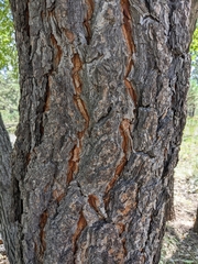 Quercus gambelii