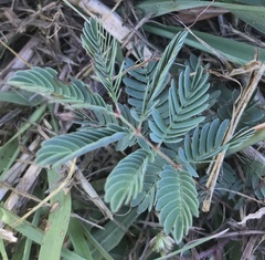 Mimosa strigillosa
