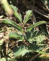 Mimosa strigillosa