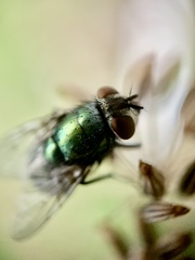 Lucilia