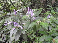 Poikilacanthus macranthus