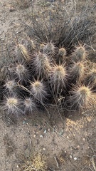 Echinocereus engelmannii engelmannii