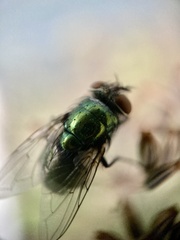 Lucilia
