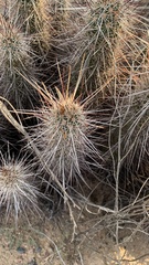 Echinocereus engelmannii engelmannii