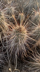 Echinocereus engelmannii engelmannii