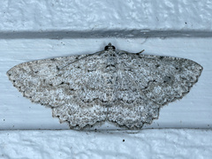 Psilosticha absorpta