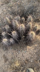 Echinocereus engelmannii engelmannii