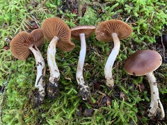 Cortinarius tortuosus
