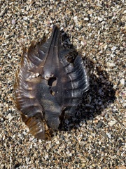 Callorhinchus milii