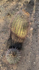 Ferocactus cylindraceus
