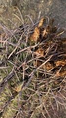 Ferocactus cylindraceus