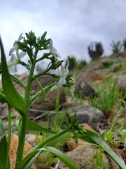 Zephyra elegans