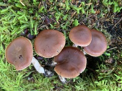 Cortinarius tortuosus
