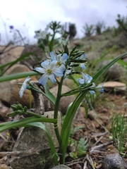 Zephyra elegans