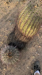 Ferocactus cylindraceus