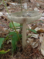 Amanita rhacopus