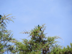 Lamprotornis chalybaeus