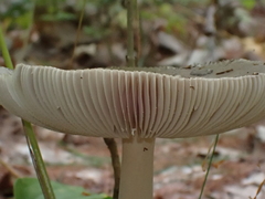 Amanita rhacopus
