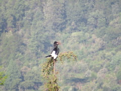 Bycanistes subcylindricus