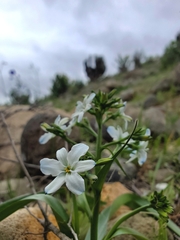 Zephyra elegans
