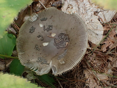 Amanita rhacopus