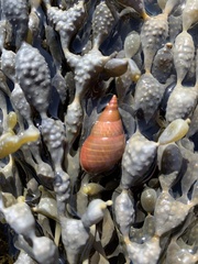 Phasianotrochus eximius