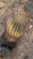 Ferocactus cylindraceus