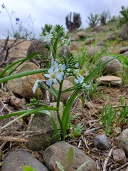 Zephyra elegans