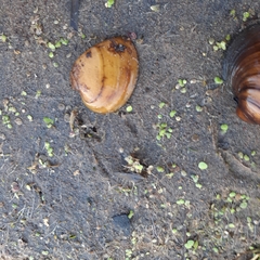 Ellipsaria lineolata