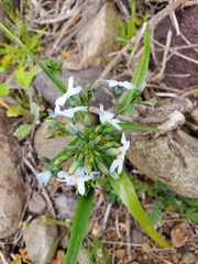 Zephyra elegans