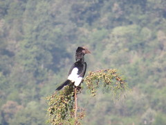 Bycanistes subcylindricus