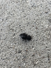 Phloeodes diabolicus