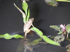 Scinax squalirostris