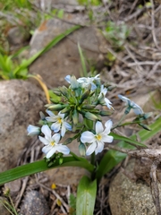Zephyra elegans