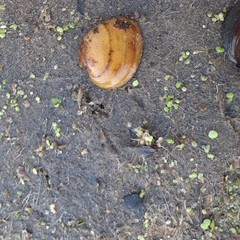 Ellipsaria lineolata