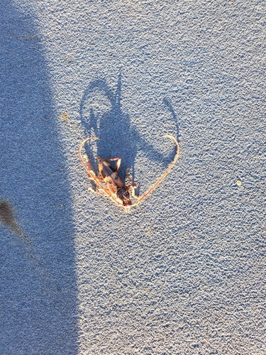 Lesser Eucalyptus Longhorn Beetle photo 4