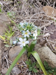Zephyra elegans