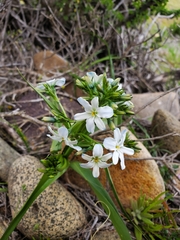 Zephyra elegans