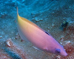 Halichoeres prosopeion