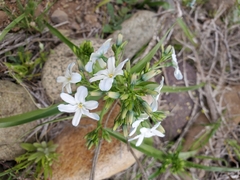 Zephyra elegans