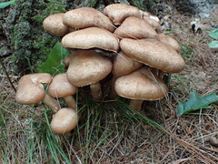 Armillaria ostoyae