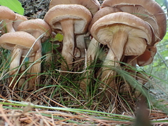 Armillaria ostoyae