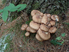 Armillaria ostoyae