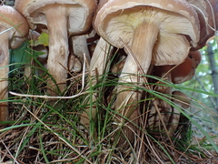 Armillaria ostoyae