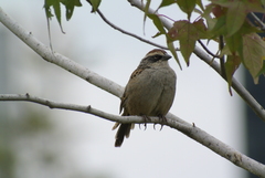 Oriturus superciliosus