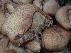 Armillaria ostoyae
