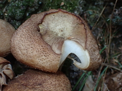 Armillaria ostoyae