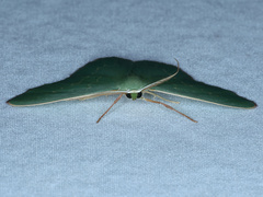 Prasinocyma semicrocea